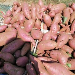 本地白瓤红薯（地瓜）上市，欢迎采购