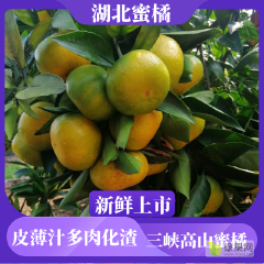 湖北宜昌市特早蜜橘，口感纯正入口化渣，一手货源！
