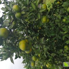 湖北宜昌早熟蜜橘