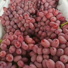 陕西克伦生葡萄批发，克伦生葡萄基地价格