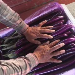 21年茄子价格行情 产地 中国茄子网 蔬菜商情网
