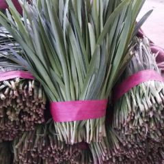 常年供应本地精品韭菜