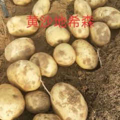 毛乌素黄沙地土豆持续大量供应中