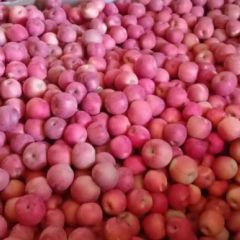 辽南红富士产地直销欢迎各大批发商前来询价