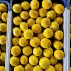 湖北宜昌高山蜜橘