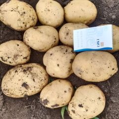 吉林扶余土豆大量上市