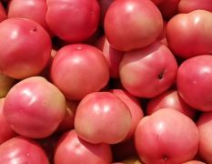 现在万亩冷棚西红柿大量上市中