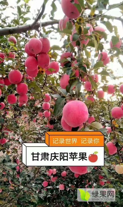 2020年甘肃合水红富士苹果价格