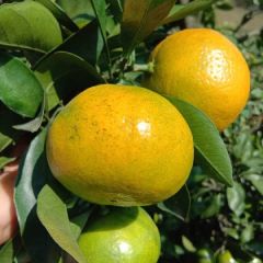 松滋早熟桔子己经大量上市