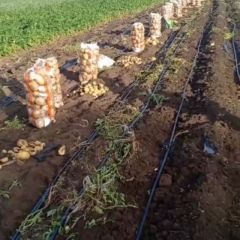 黑龙江省宁安市兰岗镇土豆大量上市......