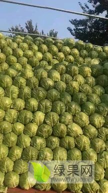 河北保定清苑甘蓝大量上市了