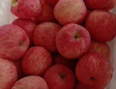陕西红富士苹果供应红富士苹果价格