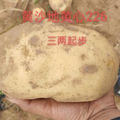 毛乌素沙漠黄226交易火爆