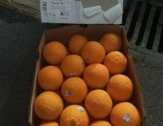 澳州新奇士橙，一年只搞一次特价，欢迎咨询