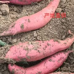 产地西瓜红红薯正在上市中，质优价廉