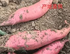 产地西瓜红红薯正在上市中，质优价廉