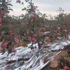 我是代收，欢迎前来订购，黄元帅苹果，寒富士苹果，种类较多