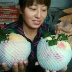 中华寿桃成熟了蒙阴蜜桃优质品种推荐