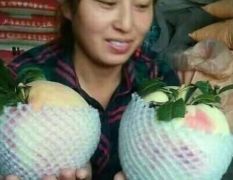 中华寿桃成熟了蒙阴蜜桃优质品种推荐