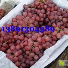 陕西红提葡萄产地，大荔防雨棚红提葡萄上市价格