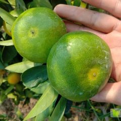 湖南永州江永县回龙圩柑橘种植基地