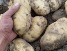 想买土豆看过来，沙土地种植，面的起沙50万斤荷兰806