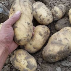 土豆，面的起沙！