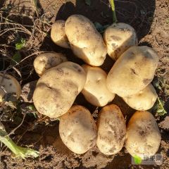 常年供货 价格不高 品质优良