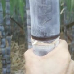 自家甘蔗，品质保证，