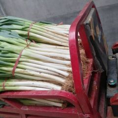 山东省泗水县长白大葱大量上市