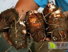 2022优质红芽芋出售各种规格无水晶烂皮长年销售