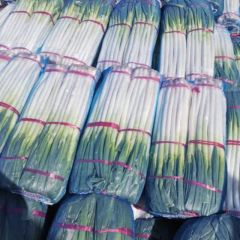 山东费县铁杆大葱：丄冶镇张