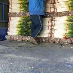 山东费县大葱、铁杆大葱供应中