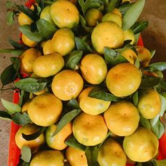 回龙圩管理回龙小卢8月迥峰蜜桔柑橘