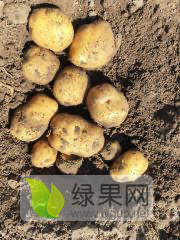 吉林扶余县延薯四号个头大，没虫眼，皮毛亮。