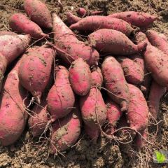 601广东红薯（七里香）（假西瓜红）