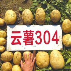 云南土豆云薯304，黄皮黄心，