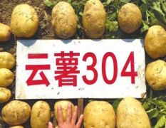 云南土豆云薯304，黄皮黄心，