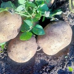 大量马铃薯延薯四号.等品种.土豆个大，保面