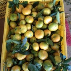 回龙圩蜜桔、南丰、纽荷尔诚大量上市诚信代办