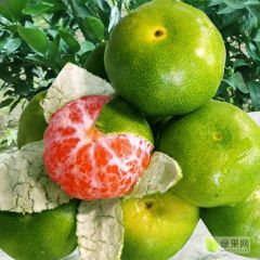 宜昌蜜橘量大从优