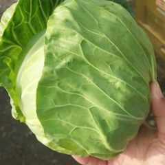 河北保定甘蓝上市。