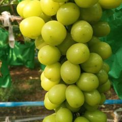 方园果业代购户太葡萄
