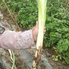 优质大葱，欢迎前来选购