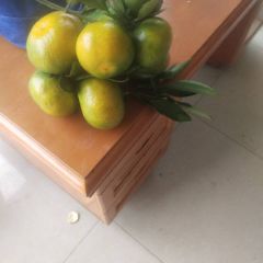 湖南省常德澧县柑橘，柚子，南丰蜜桔
