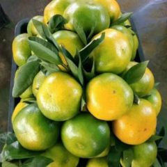 小马哥代办，产地直销