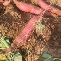 黄沙土质:优质秦薯、太原红上市