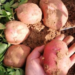 内蒙古呼和浩特青薯9号