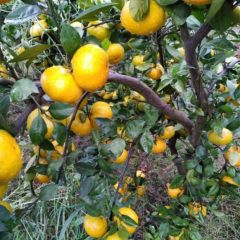 湖南永州江永县廻龙圩的特早普早蜜桔上市