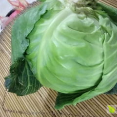基地100亩甘蓝上市了，圆球黄心口感好